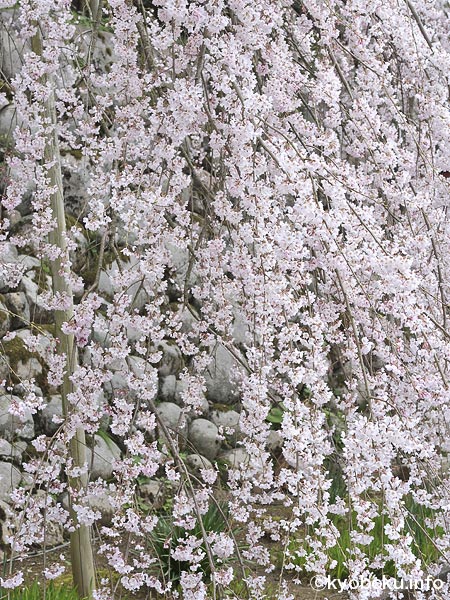 桜巨木写真　吉田の枝垂桜2