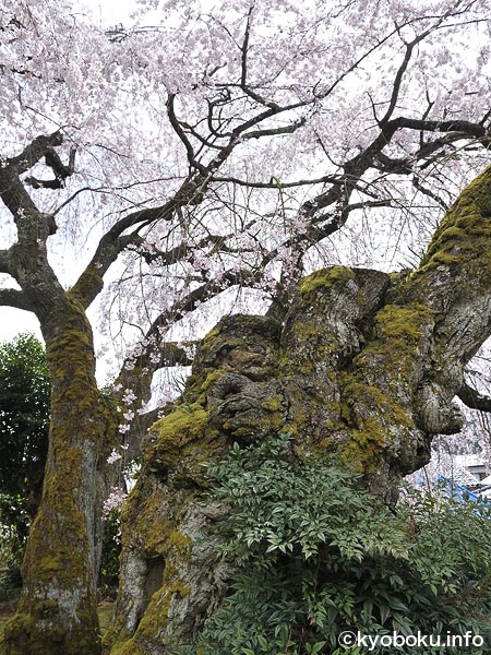 桜巨木写真　吉田の枝垂桜3