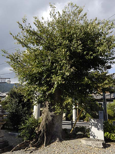 巨木写真　大神門神社のムクノキ2