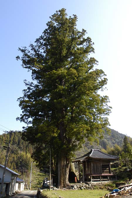 巨木写真　毘沙門の4本杉1